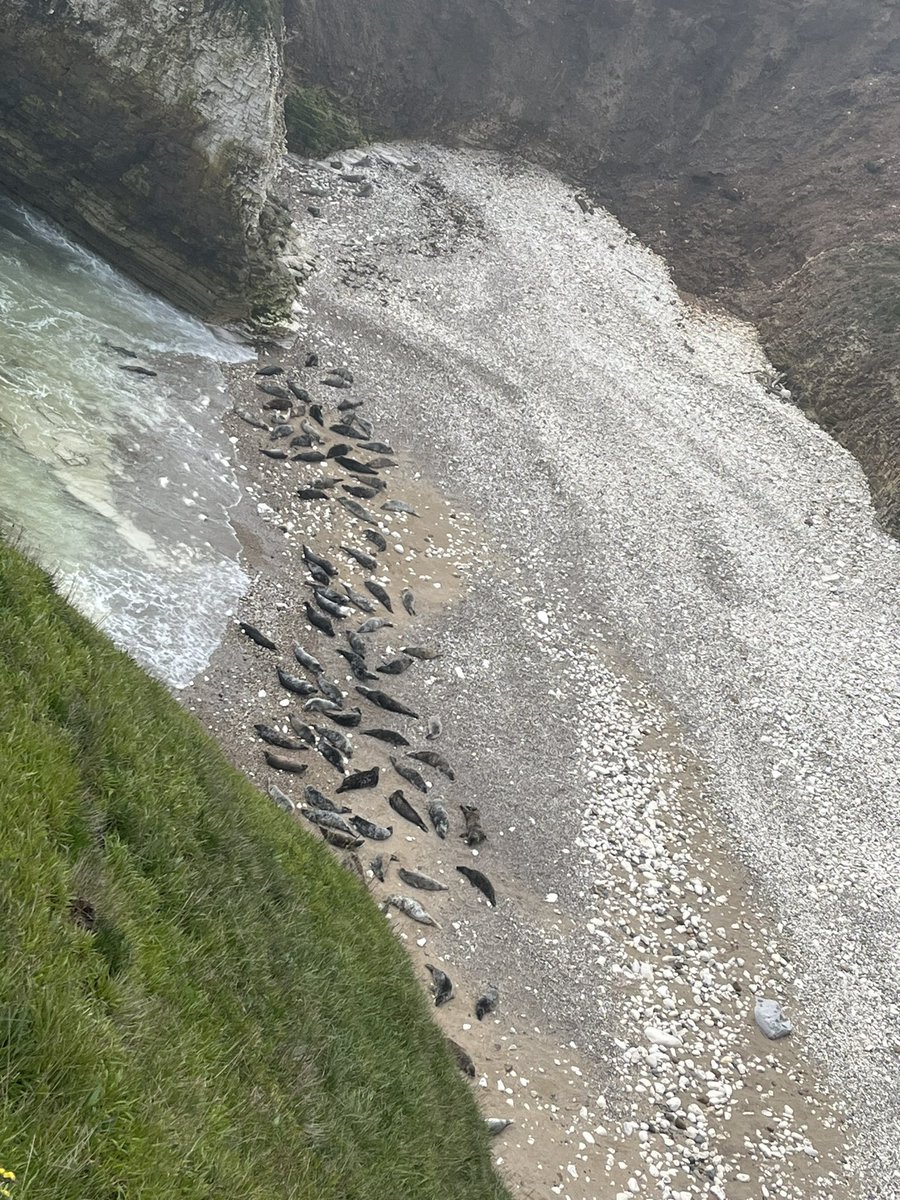 Beautiful coastal walk at Flamborough. 

Saw a cute #highlandcattle and lots of seals