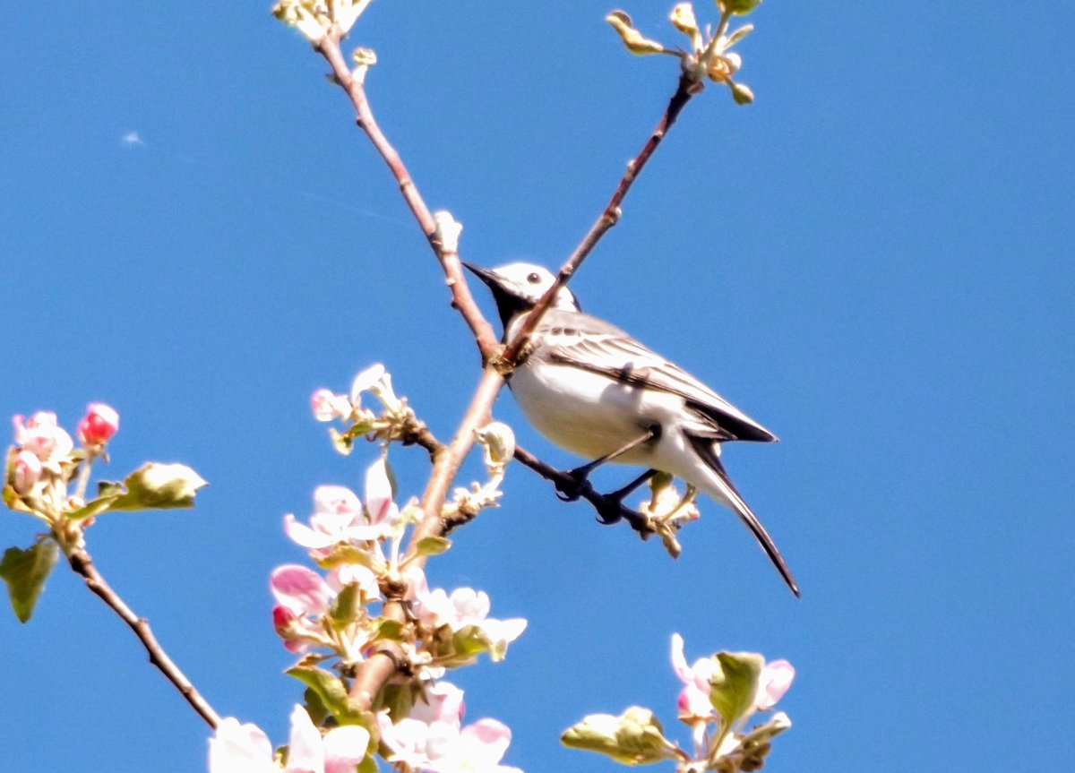 Linavästrik 
#birdsphotography #BirdsOfX