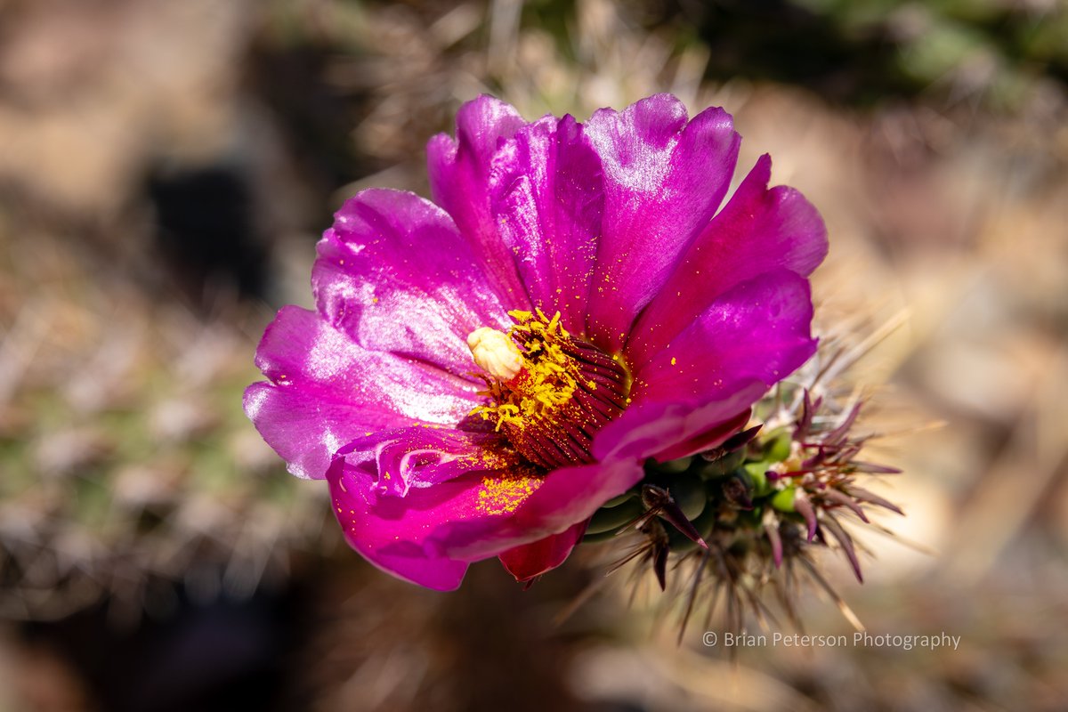 First #cactus #flower of the year on my property It's a cholla #flowers #flowerphotography #purple