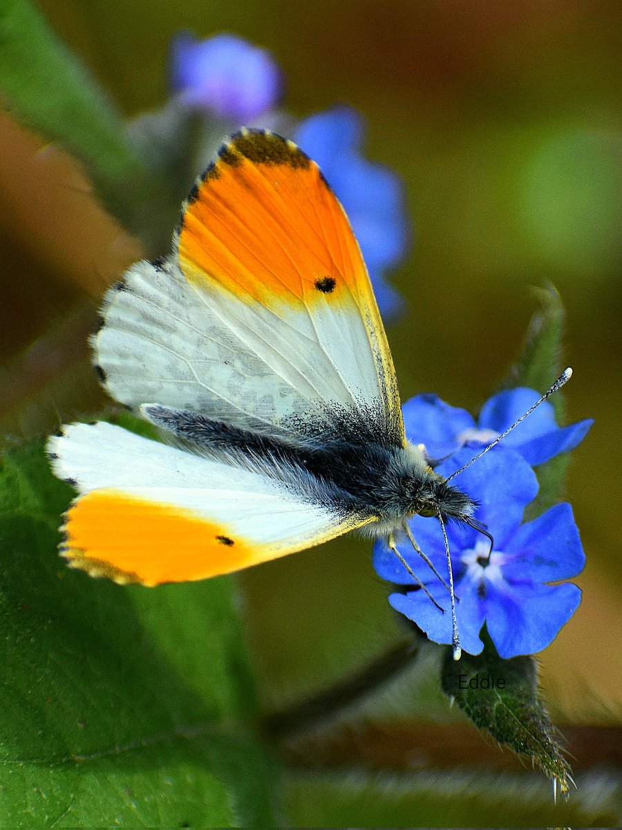 Yesterday was a beautiful day, and there were lots of butterflies about. This beautiful orange tip butterfly was feeding on forget- me- nots flowers. The flowers were scattered everywhere, good for the pollinaters.