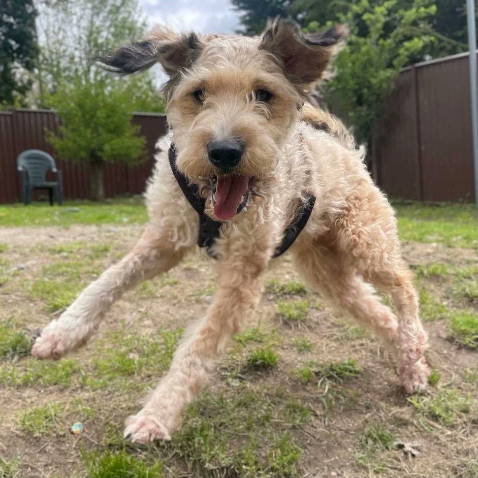 The RSPCA is searching for a very special home for a dog who has a lifelong disease which will need to be managed by her new owners. #poodlecross #leishmaniasis #rescuedog dogcastradio.com/content/adorab…