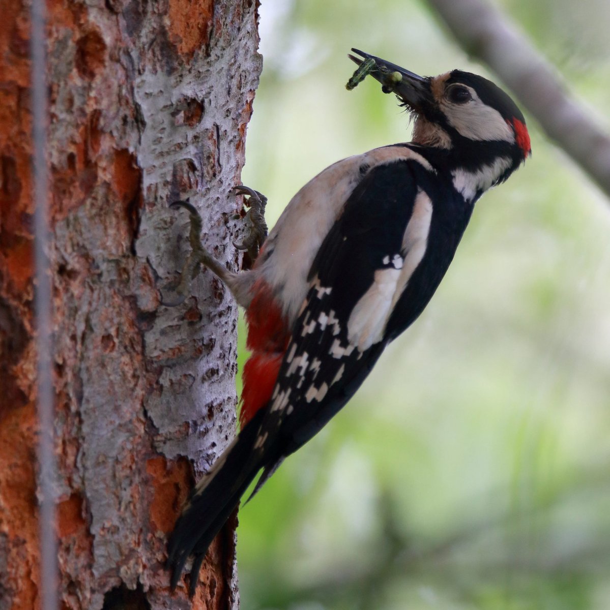 Great-spotted Woodpecker, Cambridge, #Cambridgeshire #BBCWildlifePOTD #TwitterNaturePhotography #RSPB @Natures_Voice @CambsBirdClub @BBCSpringwatch @WildlifeMag @wildlifebcn
