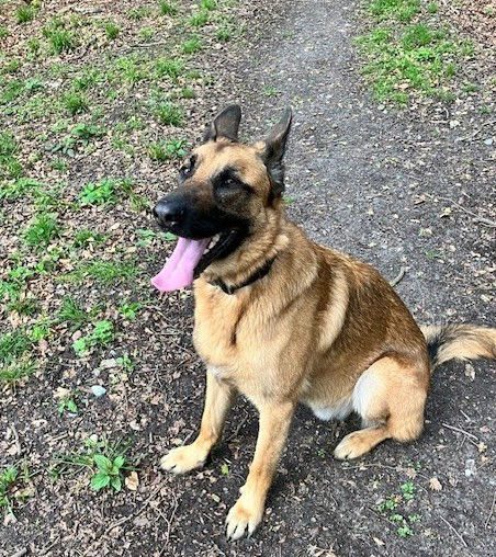 Benny is 3yrs old and he can live with older kids but can be choosy with other #dogs, Benny can be protective over his food so he will need a home with exp of this issue please #germanshepherd #Cornwall gsrelite.co.uk/benny-2/