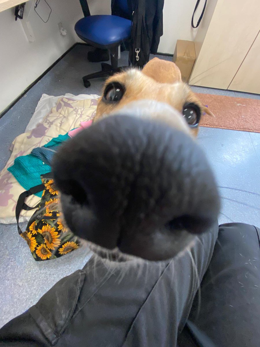 Weekend boops, courtesy of Darcy 🐽🥹

#BoopTheSnoot #Lurcher