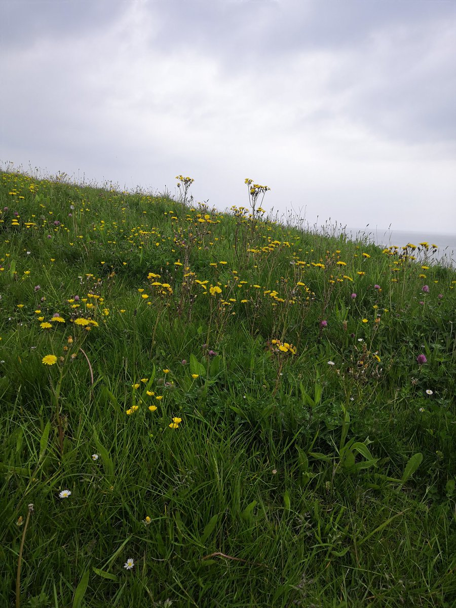 Litter picking on Galley Hill with #Bexhill Environmental Group.

Lovely to see the wildflowers growing on the uncut grass.