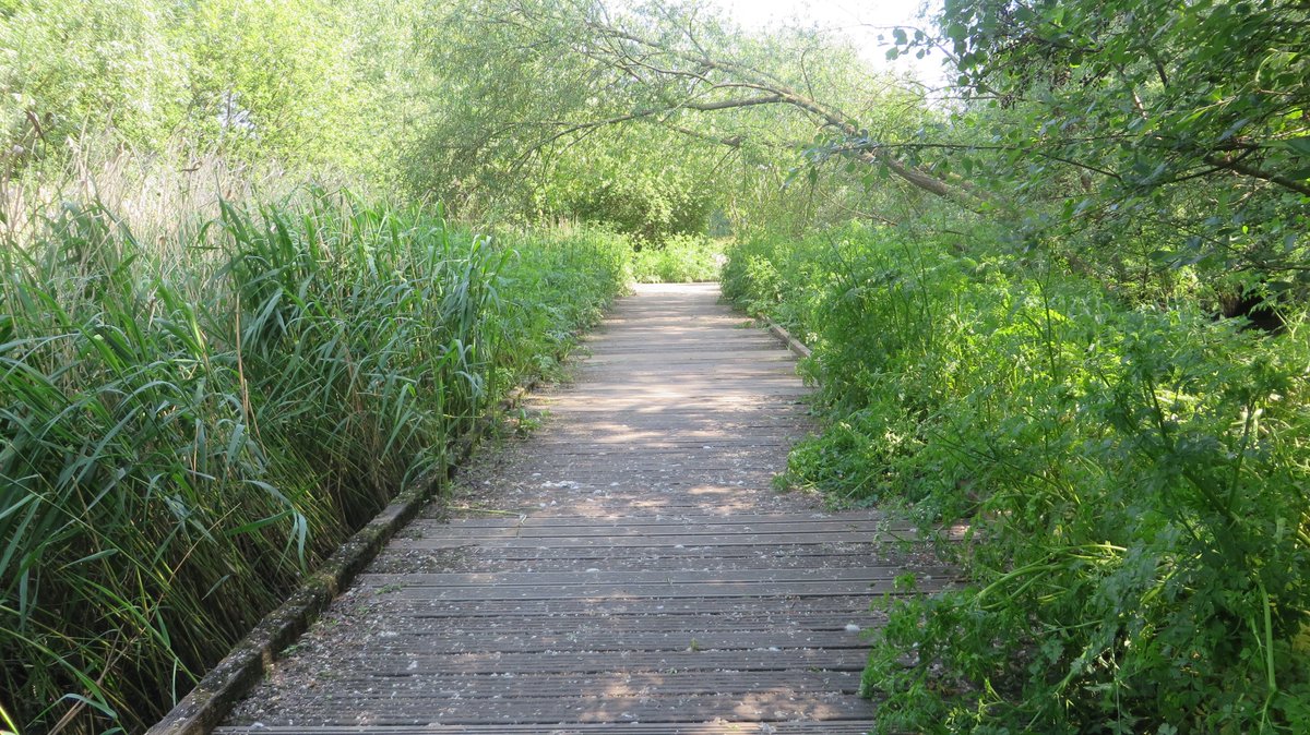 The River Quaggy Boardwalk is surrounded by abundant growth at this time. I love it! The sounds of the many birds, the river gurgling as it finds its way, the scent of new life, its beautiful :) Well worth a visit as so many miss its beauty. @Thames21 @_Kidbrooke @LondonNPC