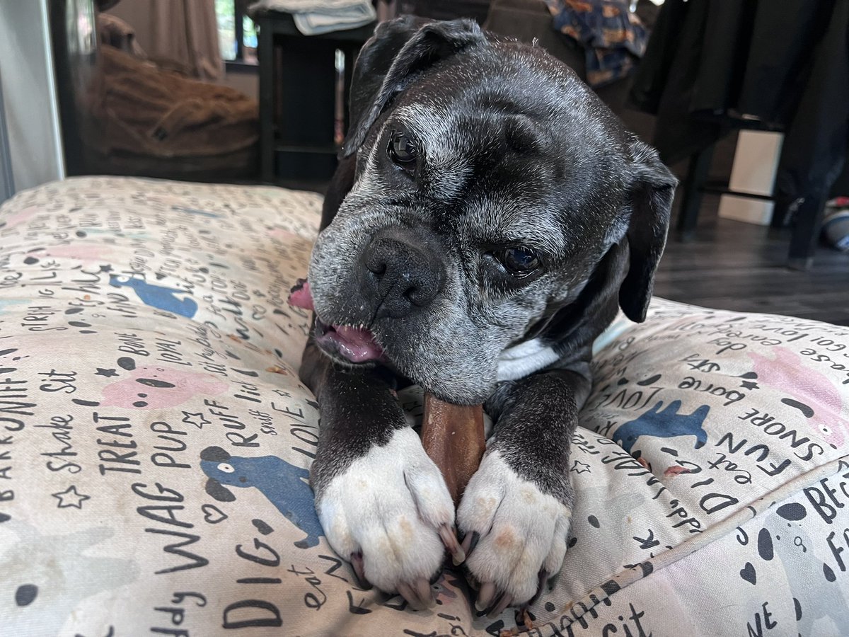 Well this thing is delicious 

#boxerpuppy #boxerdogs #boxerlife 
#boxerlovers #boxersrock #boxersoftwitter #boxerdogsoftwitter #dogsoftwitter #dogsofx