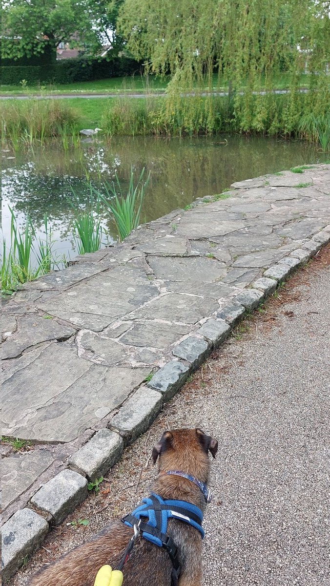 Here's Stanley quietly studying a heron on his walk today pals 😊 #BTPosse