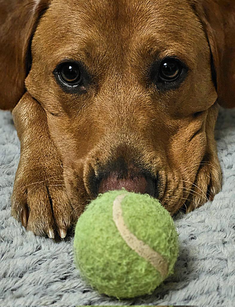 Those eyes 😍 #Baileydaily