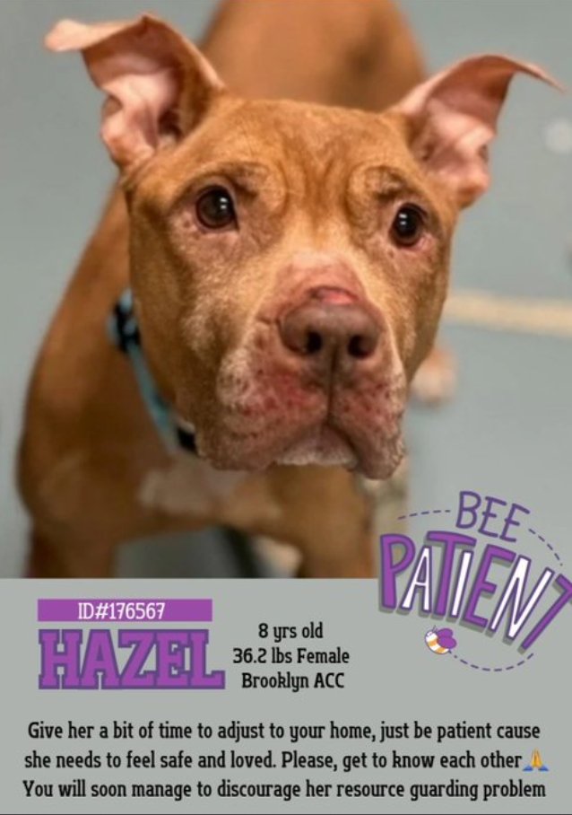 PLZ help this darling HAZEL #176567 💔 She looks so worried because she has masses on her little body,needs fattening up,medical care & a loving home! So sweet & loving, even in pain! PLZ #ADOPT #FOSTER OR #PLEDGE TO ATTRACT A RESCUE🛟 #NYCACC PLZ HELP HAZEL.even a Retweet helps