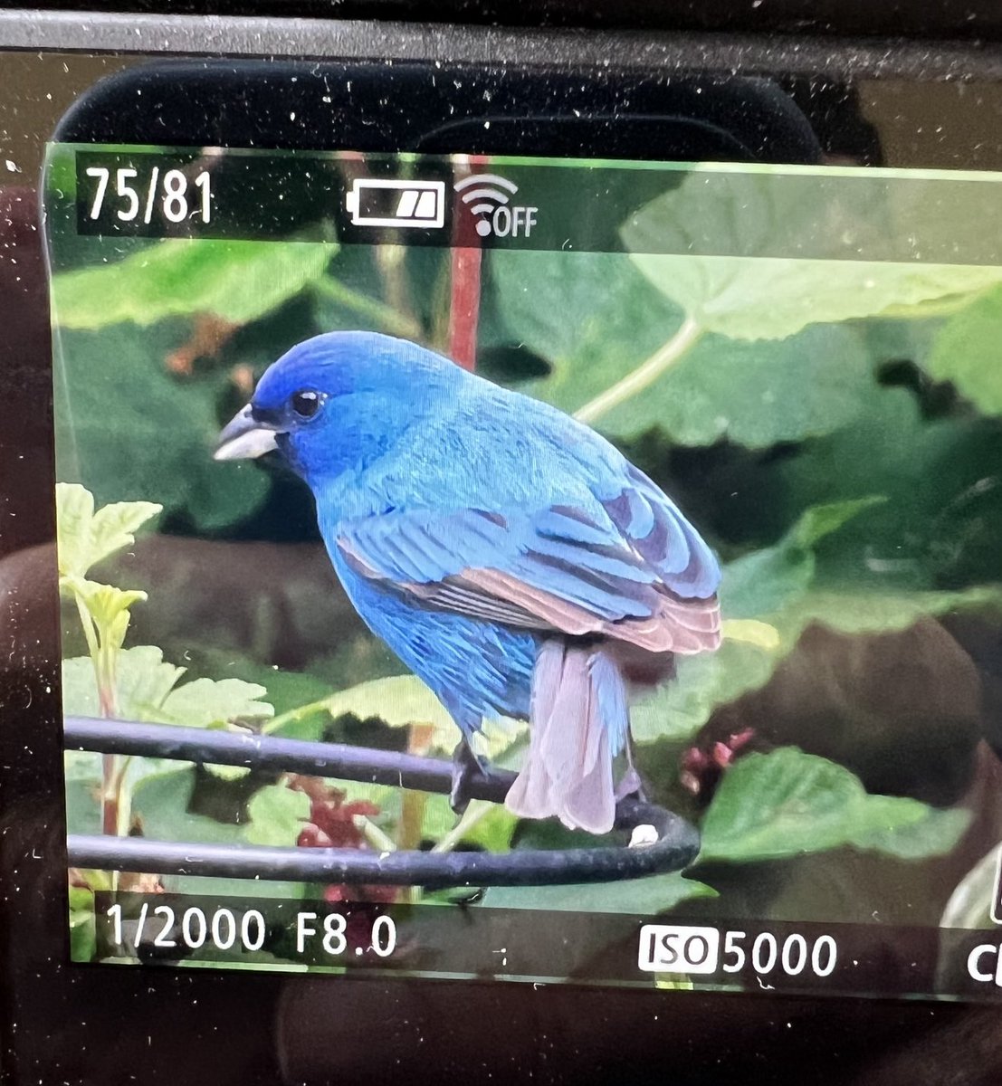 Male Indigo Bunting in a Whitburn garden coming to feeders. Another shocking new bird for the county!