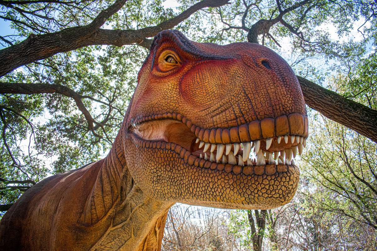 The Zoo is open today! @txuenergy presents Dinosaurs is reopen, during regular hours from 9am-5pm, with last entry at 4pm. Buy your Value Pass: bit.ly/3OHJaoI