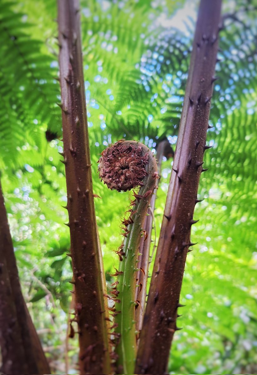 KevenLima1999's tweet photo. I think this fern was beautiful!
A little late because today is Saturday but... 
Pernambuco, Brazil #fernfriday #ferns #FernFriday #biology #Brazil https://t.co/rwJrTxWlSm