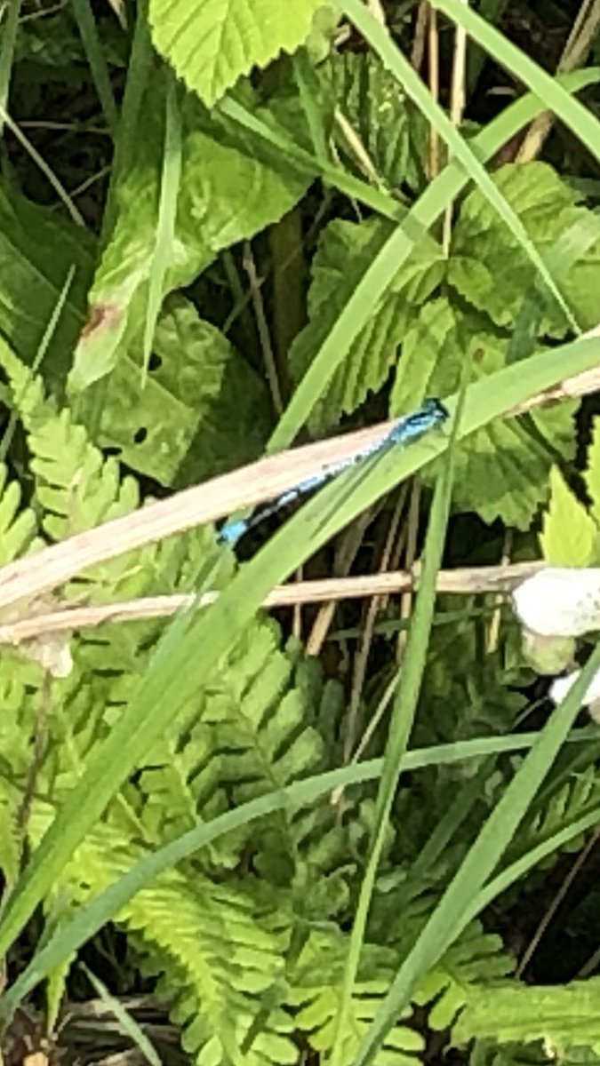 Popped into Polesworth churchyard to see some of the relatives, good little dragonfly pond out the back. Banded Demoiselle, one of the blue damsels and a red one. I’ll check the book sorry from crap phone photos.