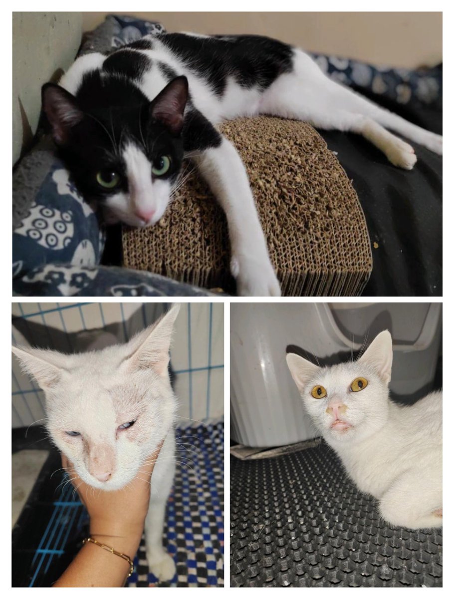 Gray And Siblings tweet media