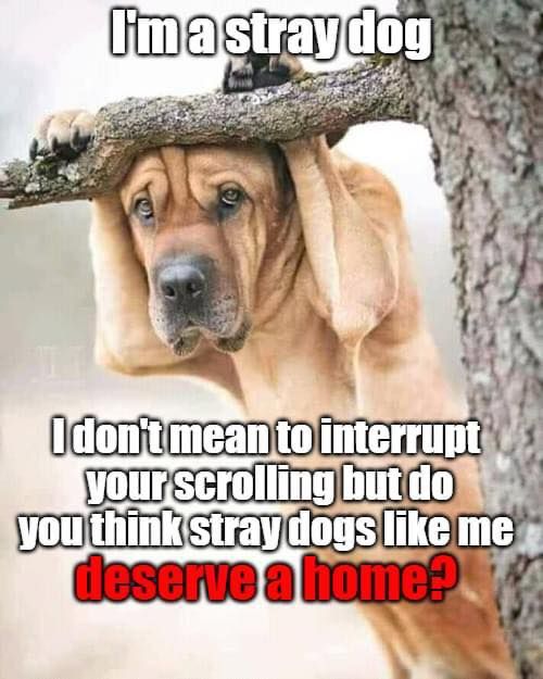 Do you think all dogs deserves a home ?