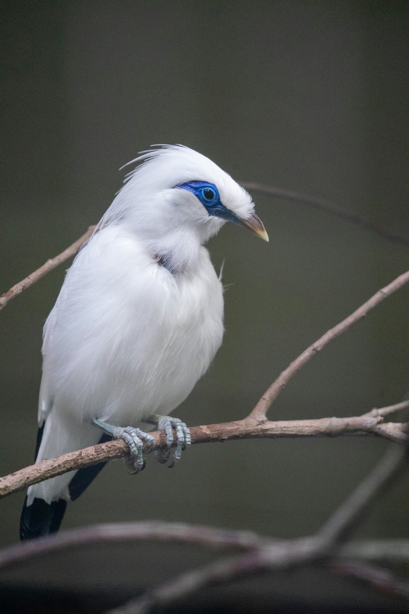 This is a Bali Myna (Leucopsar rothschildi)! It's a critically endangered bird endemic to Bali, Indonesia. Unlike other mynas, they aren't known for mimicking sounds. #Nature #birdsphotography