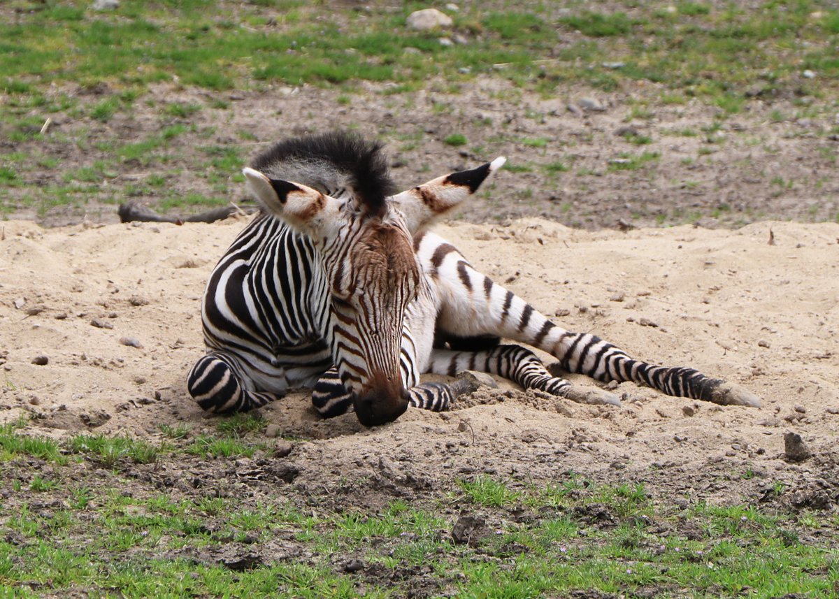 Being a baby Hartmann's mountain zebra can be very tiring.