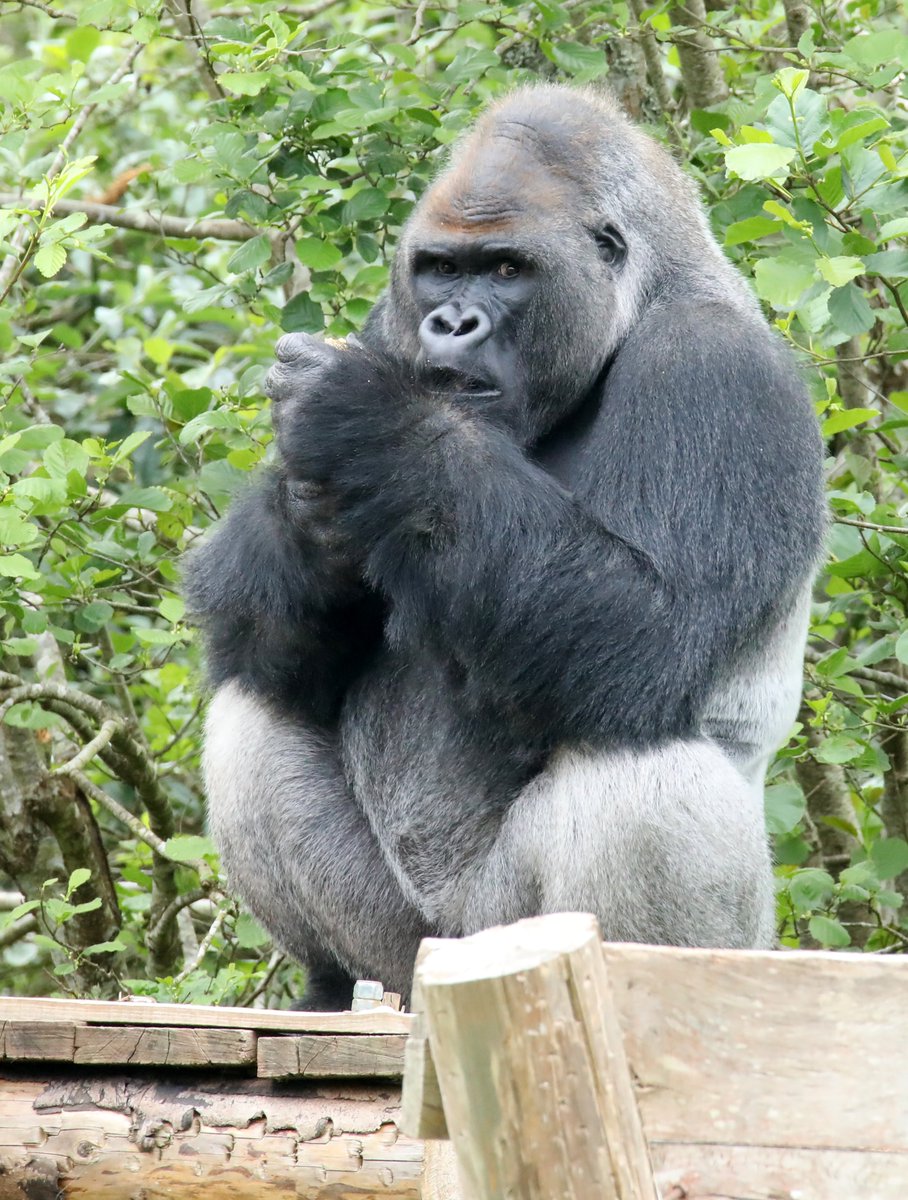 Western Lowland Gorillas @PaigntonZoo #gorilla