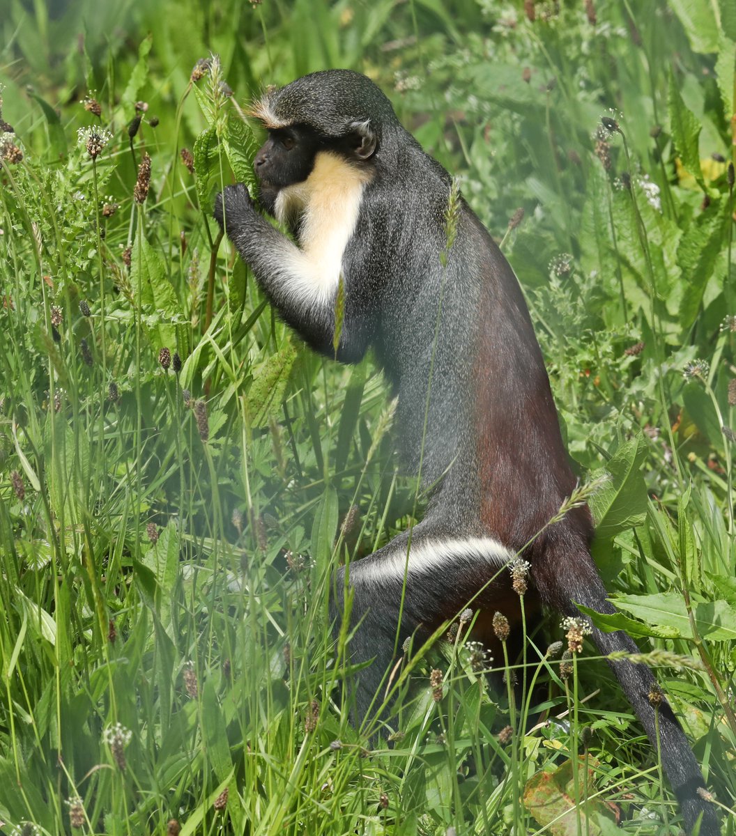 Young Diana Monkey @PaigntonZoo #monkey