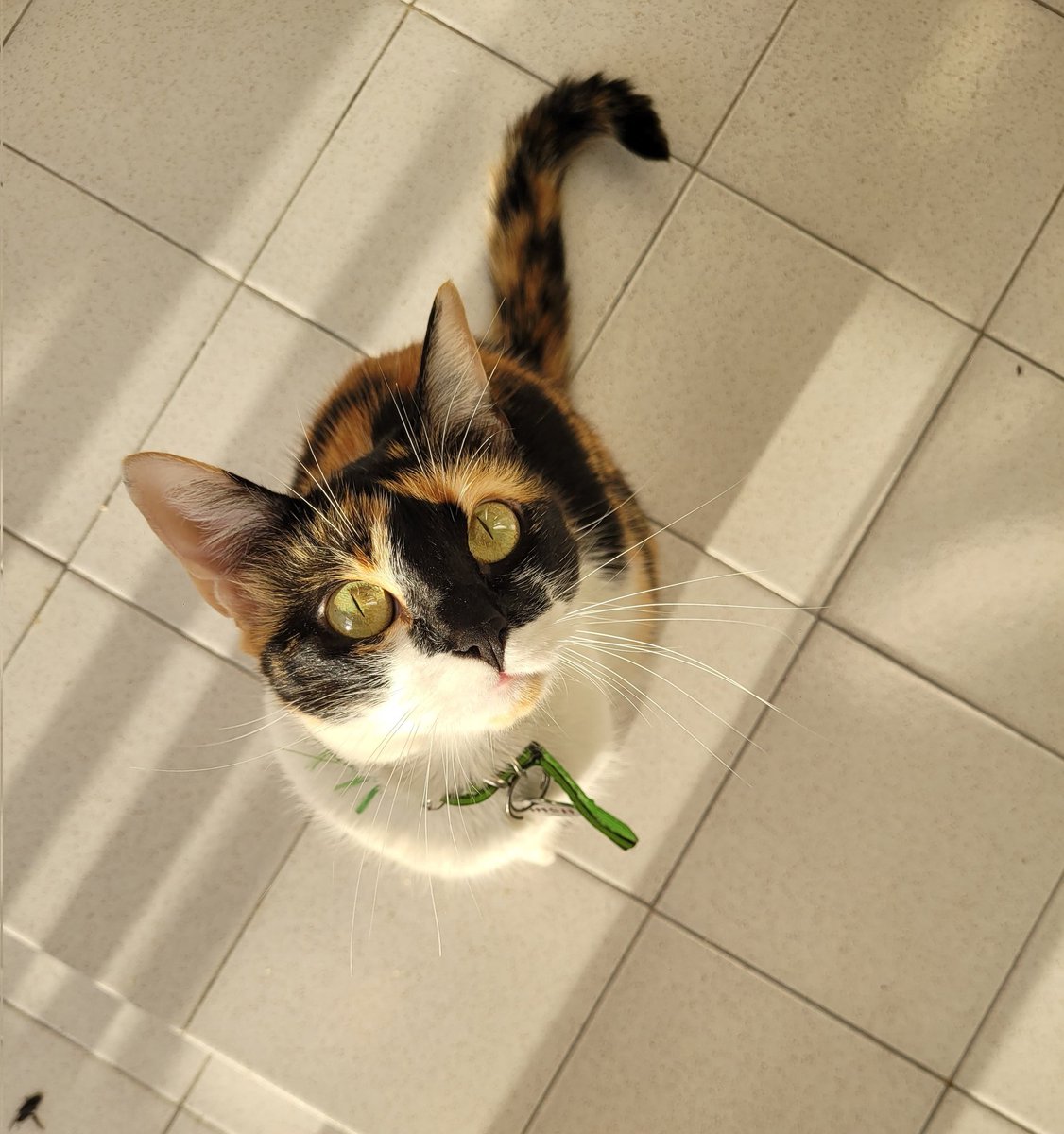 amiga me regaló una taza que en el fondo tiene una sansita y cuando tomas café te mira, me voy a pegar un tiro nunca nadie me amo tanto 🥹♥️😭