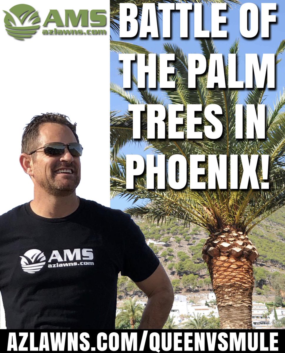 Queen Palm vs Mule Palm in Phx
.
azlawns.com/queenvsmule 
.
#queenpalms #mulepalms #palmtrees #KeepingYardsEnjoyable #azlawns #amslandscaping #lawncare #landscaping #phoenixarizona #myyard #desertplant #phoenixaz #landscaper  #azfamily #azcentral #abc15 #fox10phoenix #12newsaz
