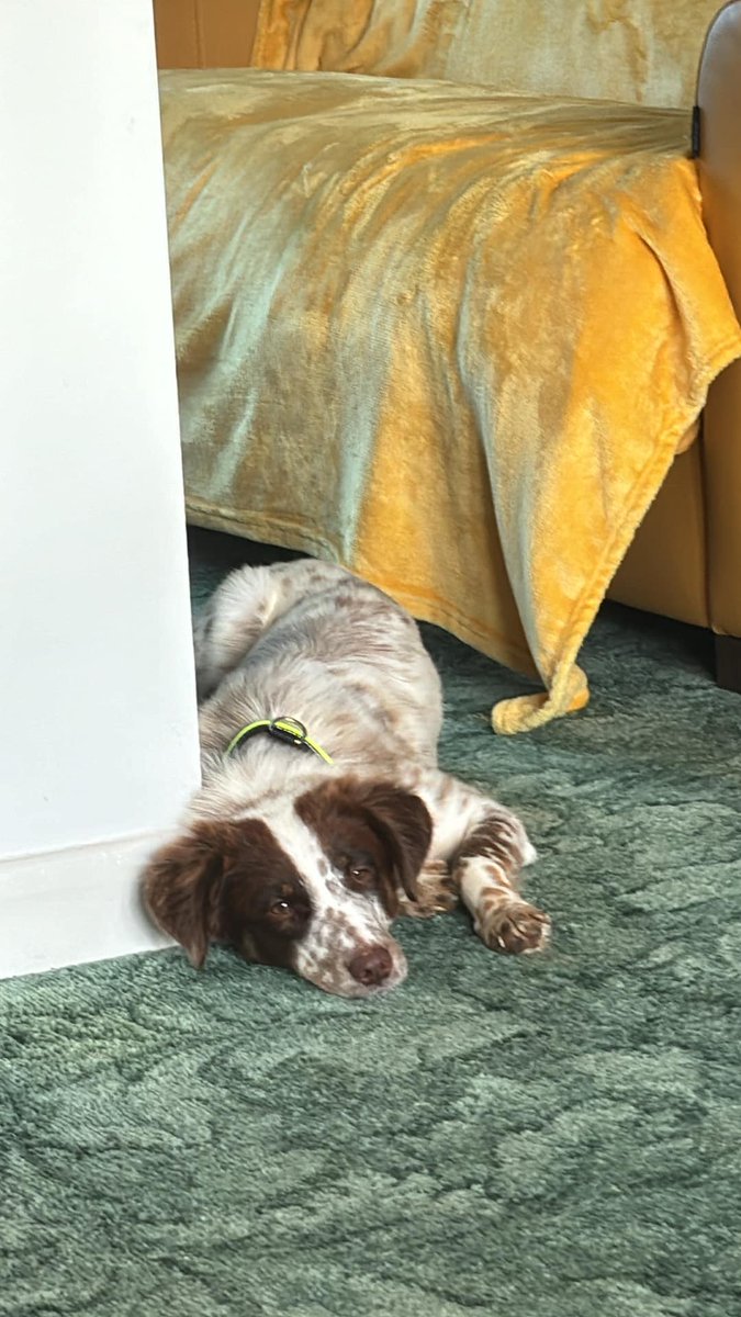 Seeking an amazing adopter
Hara is no ordinary pup ….. and they are seeking an extraordinary home for her
Hara, a spaniel cross,  has been treated so very badly that her experiences have scarred her both mentally and physically #Norfolk #Norwich #GreatYarmouth #Hunstanton