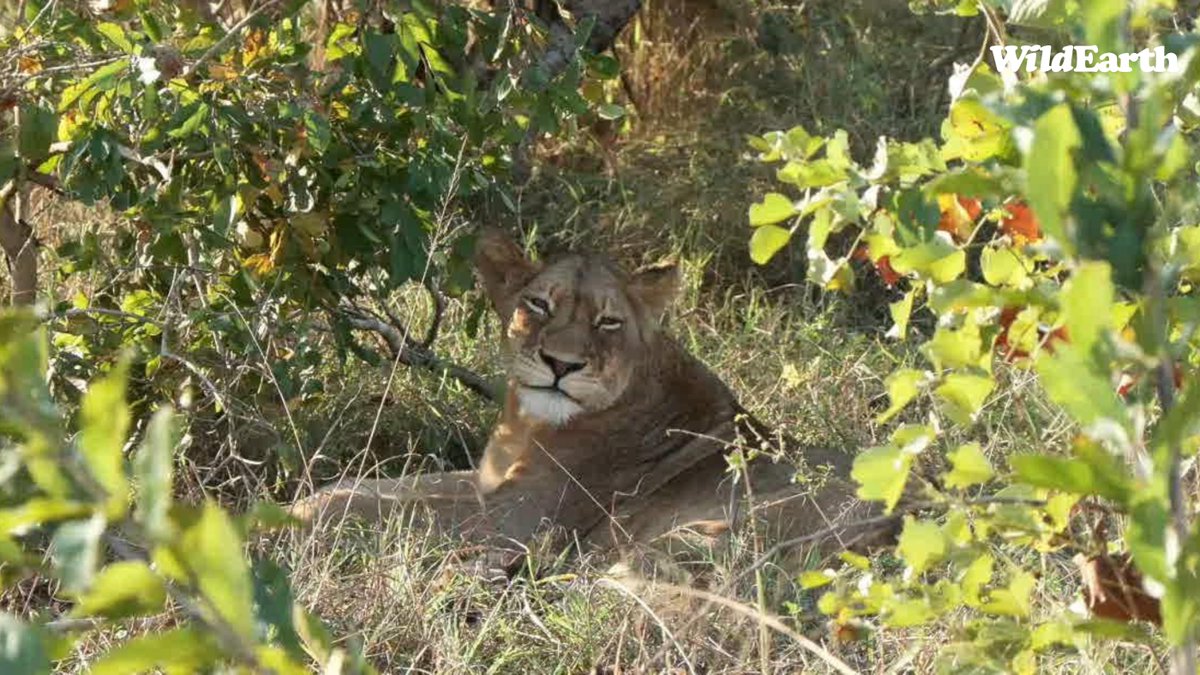 Stunning lioness from the Nk pride with Cedric and Mpho. wildearth.tv/questions/ #wildearth