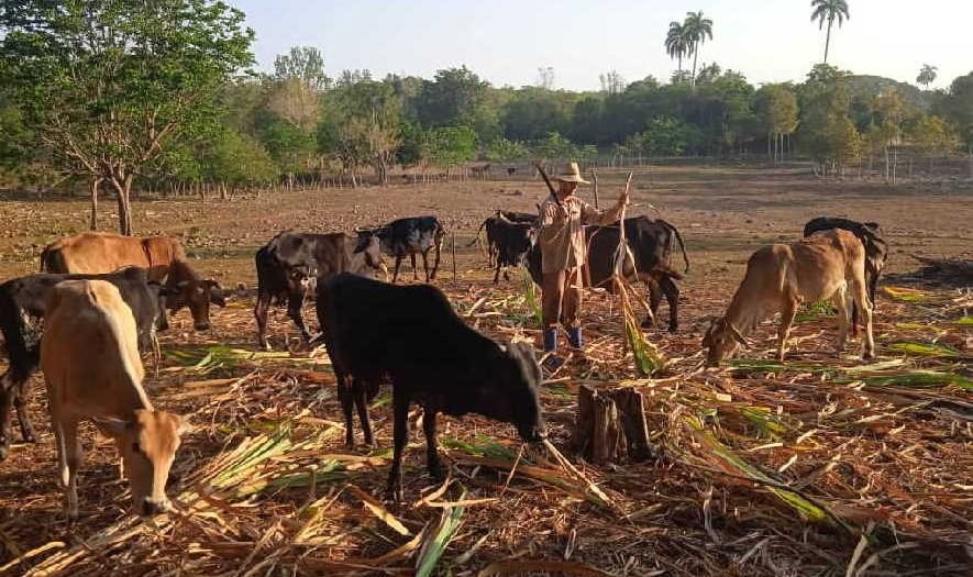 Mario Jorge y su pasión por el campo. Con solo 27 años de edad, este joven yaguajayense se entrega al trabajo del campo. Desde la finca La Candelaria se dedica al cuidado del ganado y a la producción de cultivos varios escambray.cu/?p=332839 #SanctiSpíritusEnMarcha