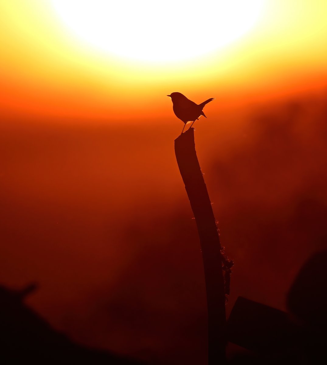 Sunset Robin. 😊 Taken last week in my Somerset village.🐦