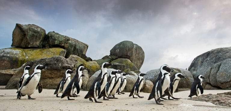 South Africa and Namibia are the only African countries with penguins.