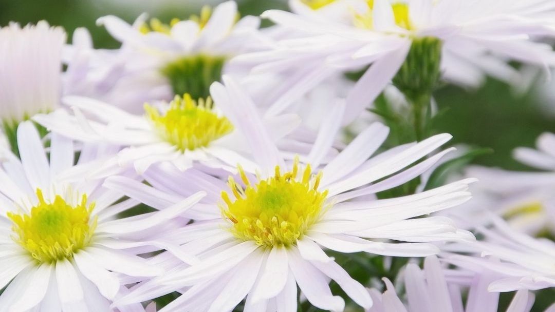 Vaste_Tuinplant's tweet photo. Klaar om je #tuinervaring naar een hoger niveau te tillen? Meld je aan voor onze wekelijkse nieuwsbrief en ontvang een schat aan #tuininspiratie!
Mis niets en abonneer je nu: https://t.co/KXXaxmg5UA
📸 #Kalimeris incisa ‘Madiva’ - Zeer uitbundige en langdurige #zomerbloeier! https://t.co/aX3mZJ739y