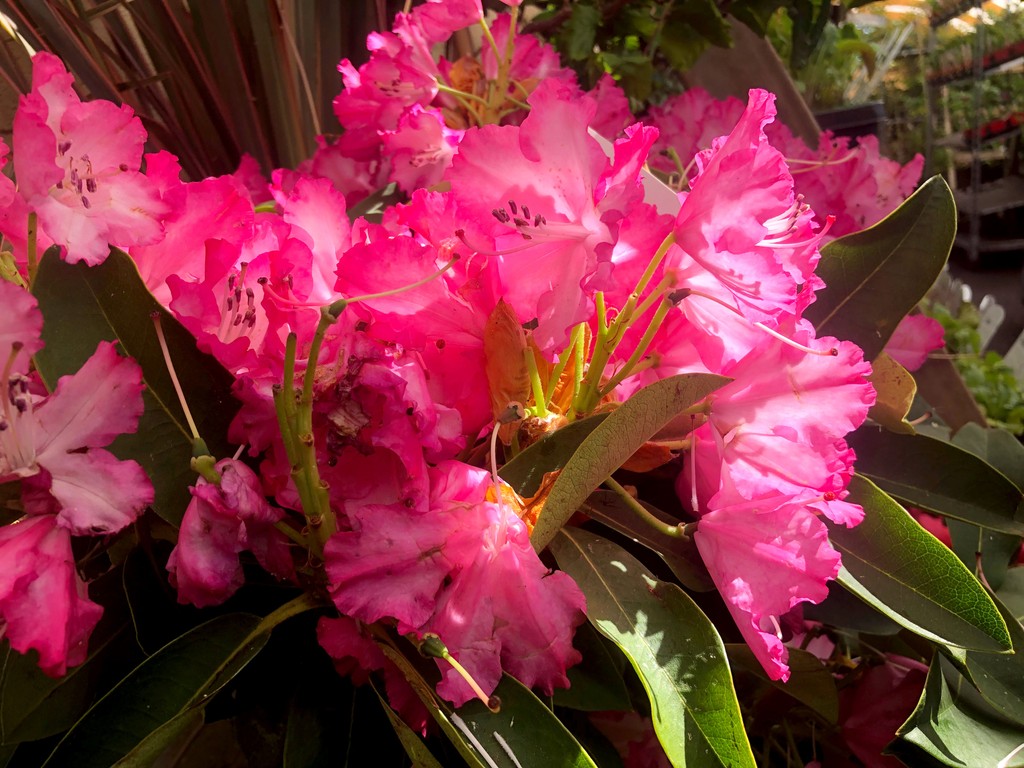 Enjoying the morning sun the multi-red/pink #rhododendron – just part of our extensive #spring #summer range
#gardencentre #since1983 #socialenterprise #camdentown #northlondongardeners #gardenlovers #house_plant_community #trainingandemploymentopportunities