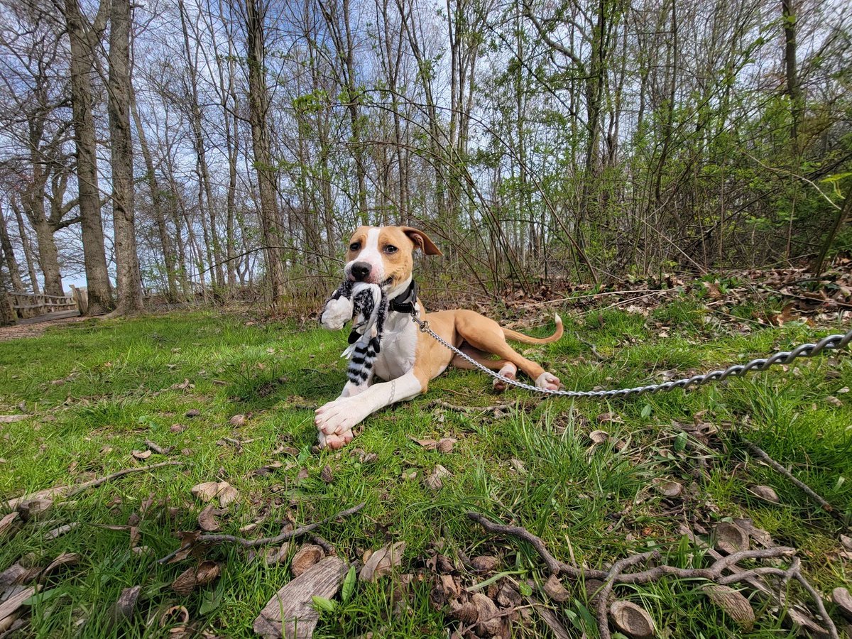 Saturdays are for the dogs! This pup has big plans to lay out in the yard and play!