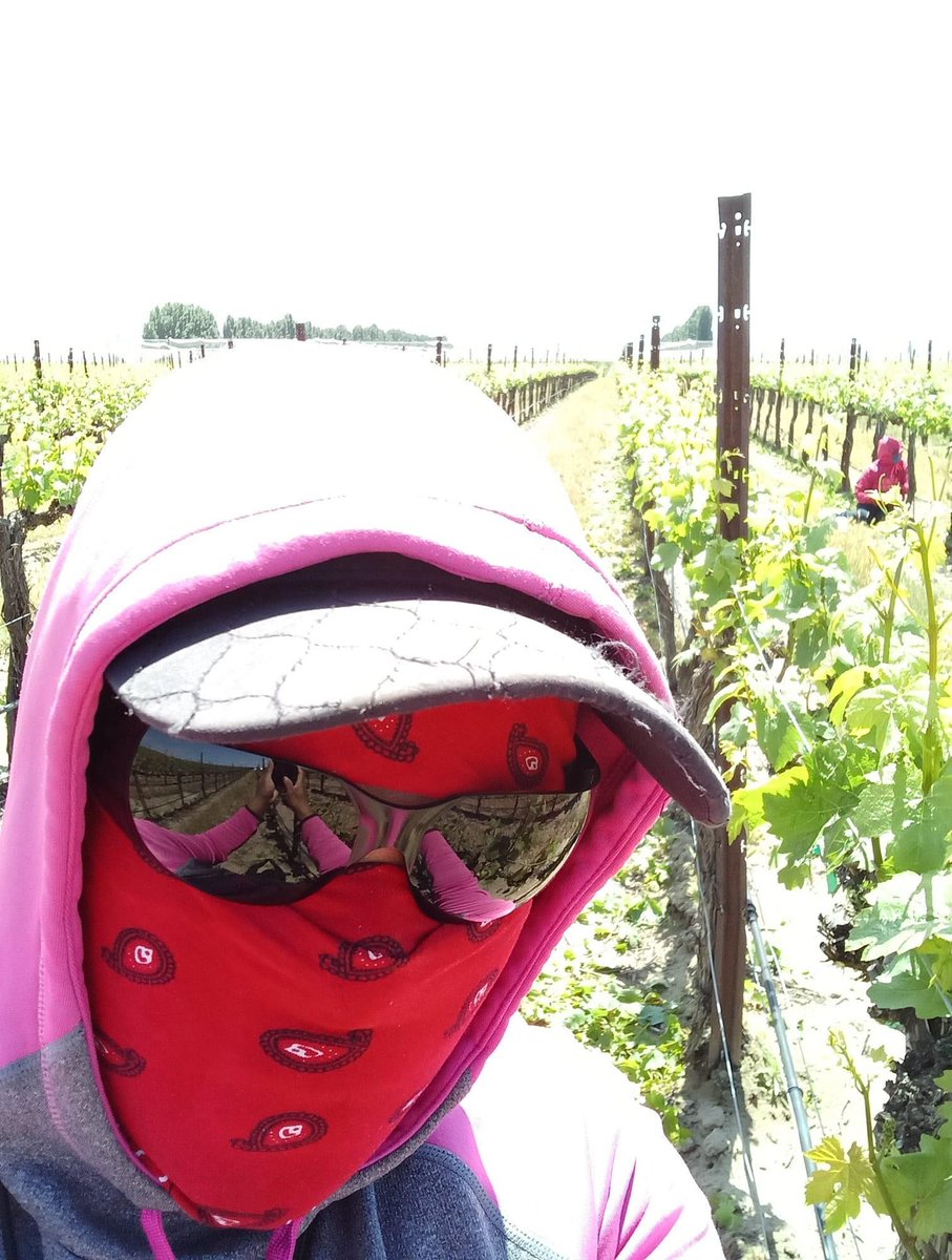 UFWupdates's tweet photo. Flor sent us this photo from where she is thinning grape vines in WAs Yakima Valley. #WeFeedYou

Flor nos envió esta foto desde donde está podando viñas en el valle de Yakima en WA.  #SoyEsencial https://t.co/3cmw9yjZxP