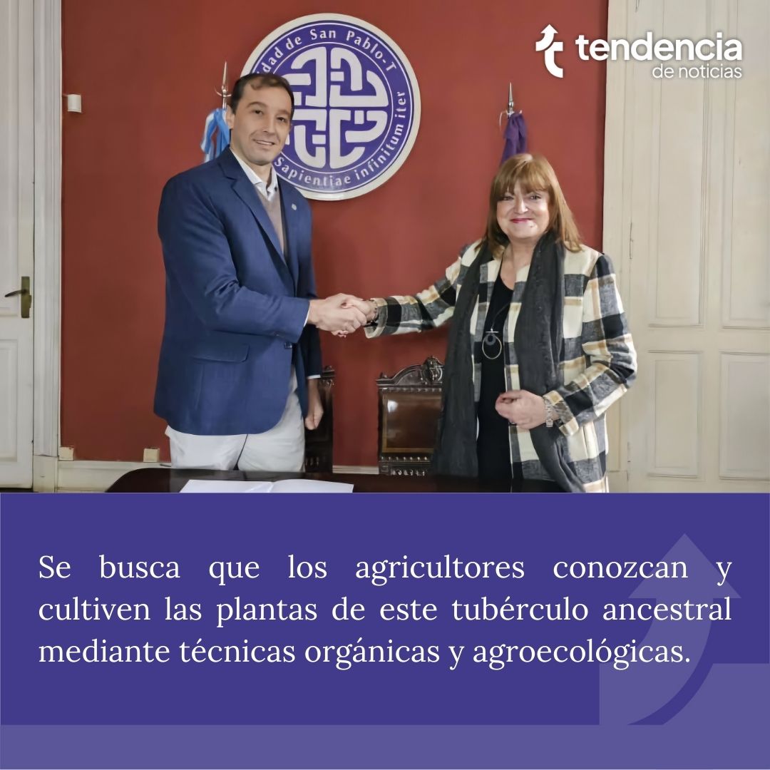 El trabajo conjunto busca difundir el cultivo de yacón en Tucumán. El CIBA producirá plantines y brindará espacio y materiales en el Parque Tecnológico de la Universidad de San Pablo, mientras que la UNT aportará los recursos humanos para multiplicar y distribuir los plantines.