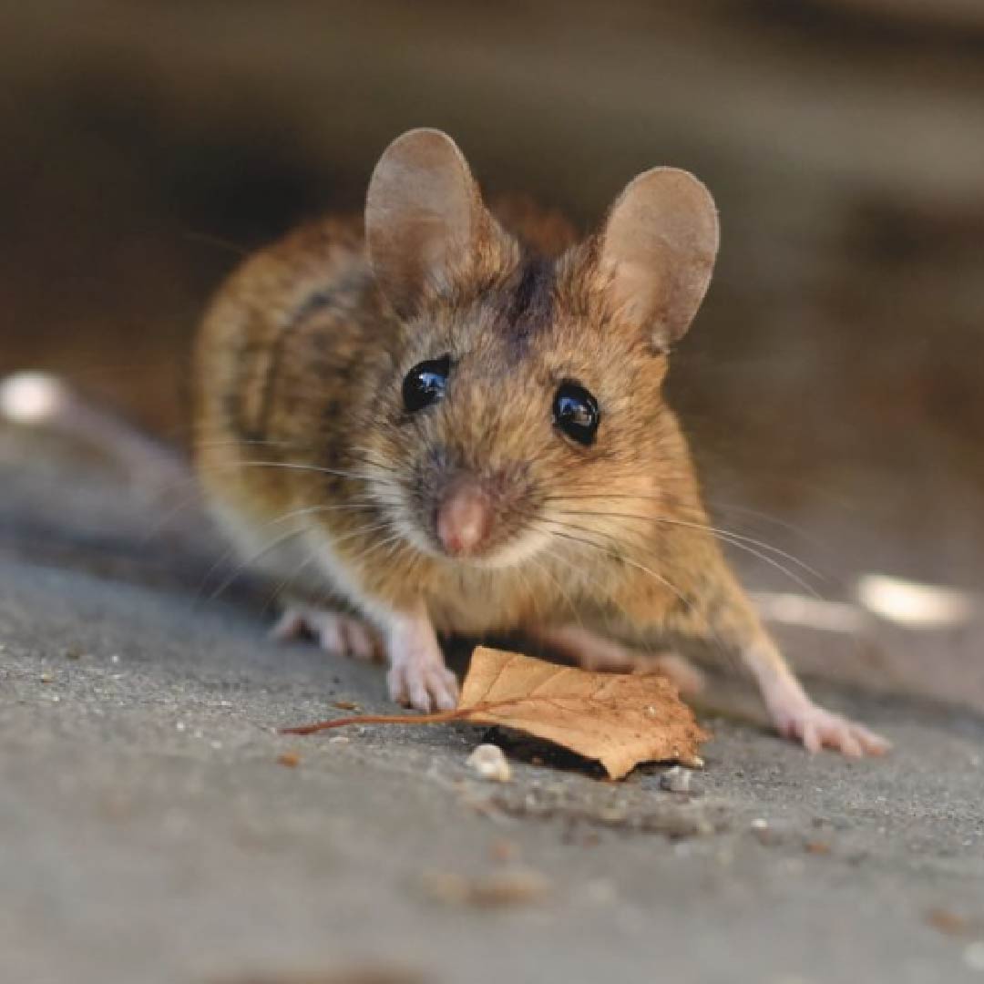 Our wildlife removal services will help you feel comfortable in your home, and remove those uninvited furry friends safely.

Learn more at the link in bio: bughousepestcontrol.com

#BugHousePestControl #PestControl #Bugs