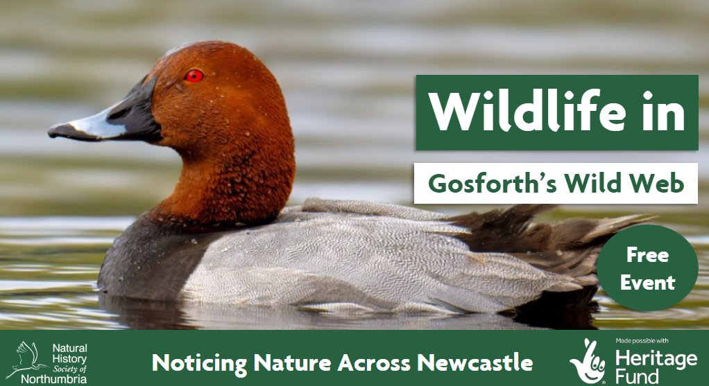 Keen to hear more about wildlife in #GosforthsWildWeb? 🐝🔎 Join us at Gosforth Nature Reserve for a special event celebrating your sightings so far and discover the hidden treasures to be found across urban Newcastle. Book your place -> ow.ly/U9yp50RHUYP