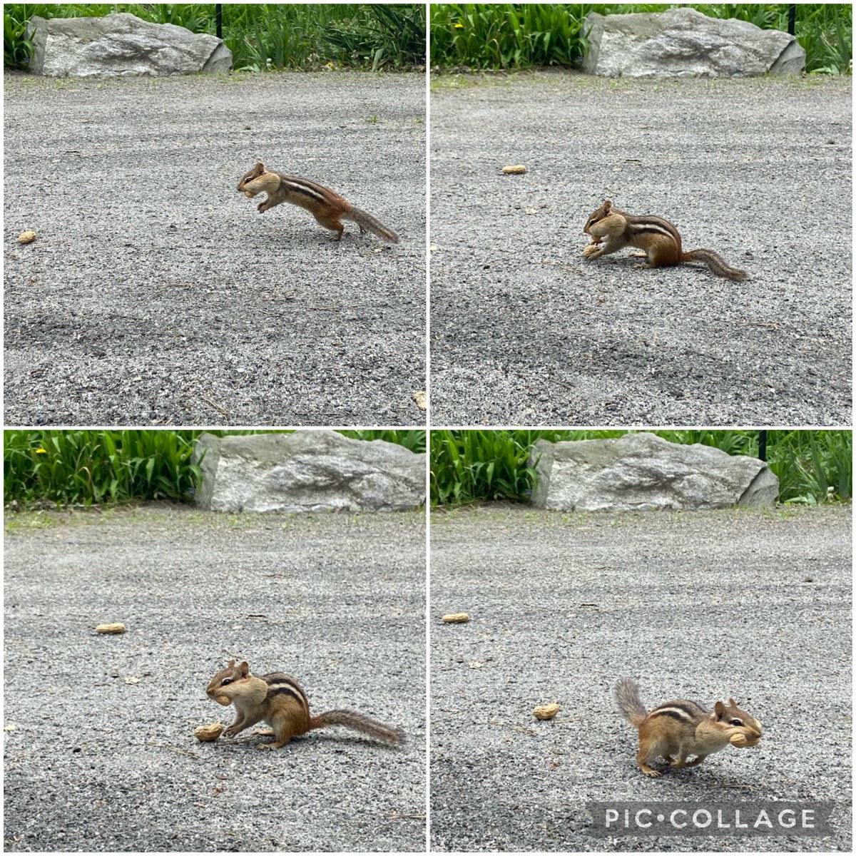 Voracious varmint, or cute critter? You decide - I jus’ wanted to use those two words in one sentence 🤣