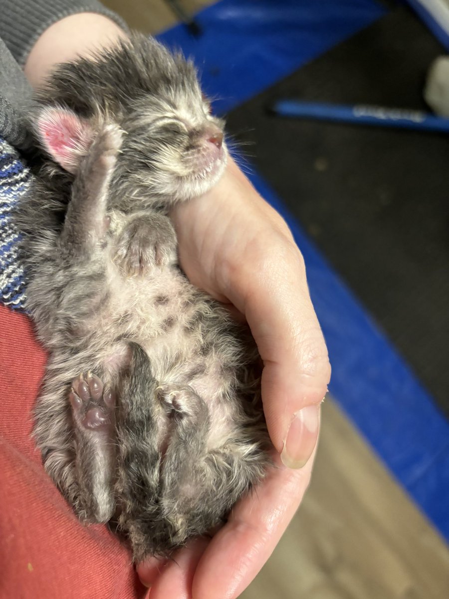 polinium🍉 tweet media