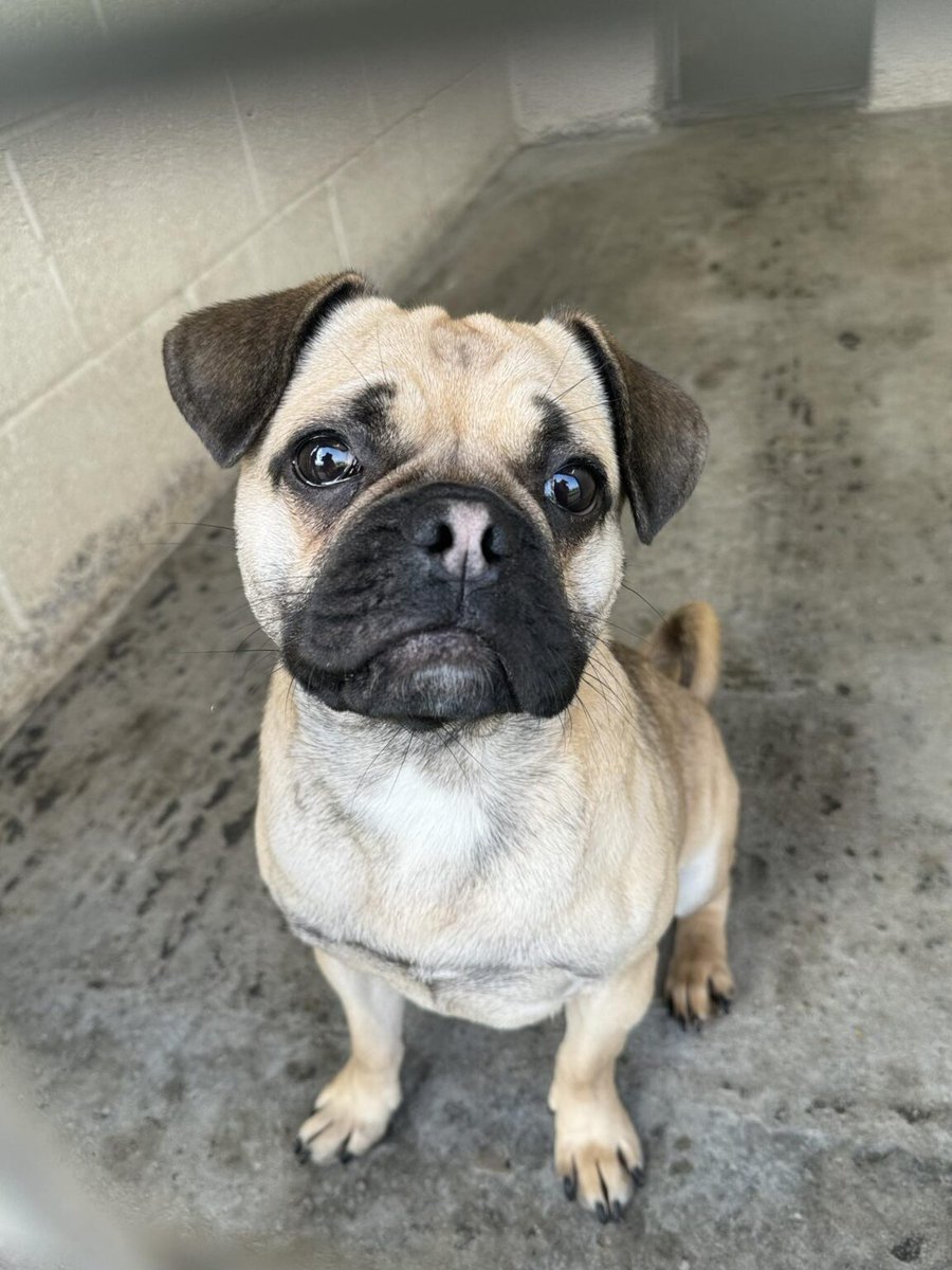 Please retweet to help Kevin find a home #YORKSHIRE #UK AVAILABLE FOR ADOPTION, REGISTERED BRITISH CHARITY ✅Little Kevin is a Pug cross, possibly Frenchie and is only around 8-10 months old. He is the sweetest little man who loves to be close to his person and have snuggles.