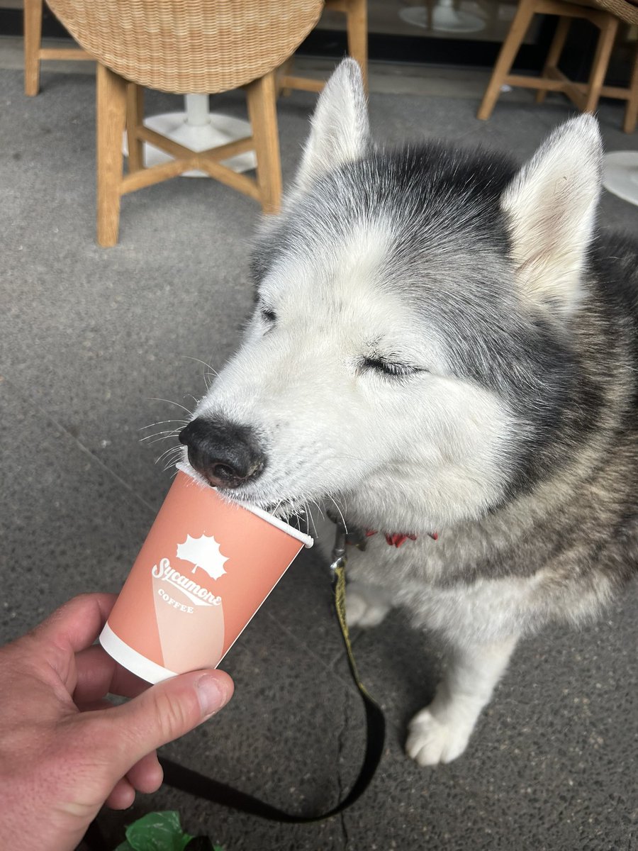 Pup cup for the girl at <a href="/SycamoreBrewing/">Sycamore Brewing</a>