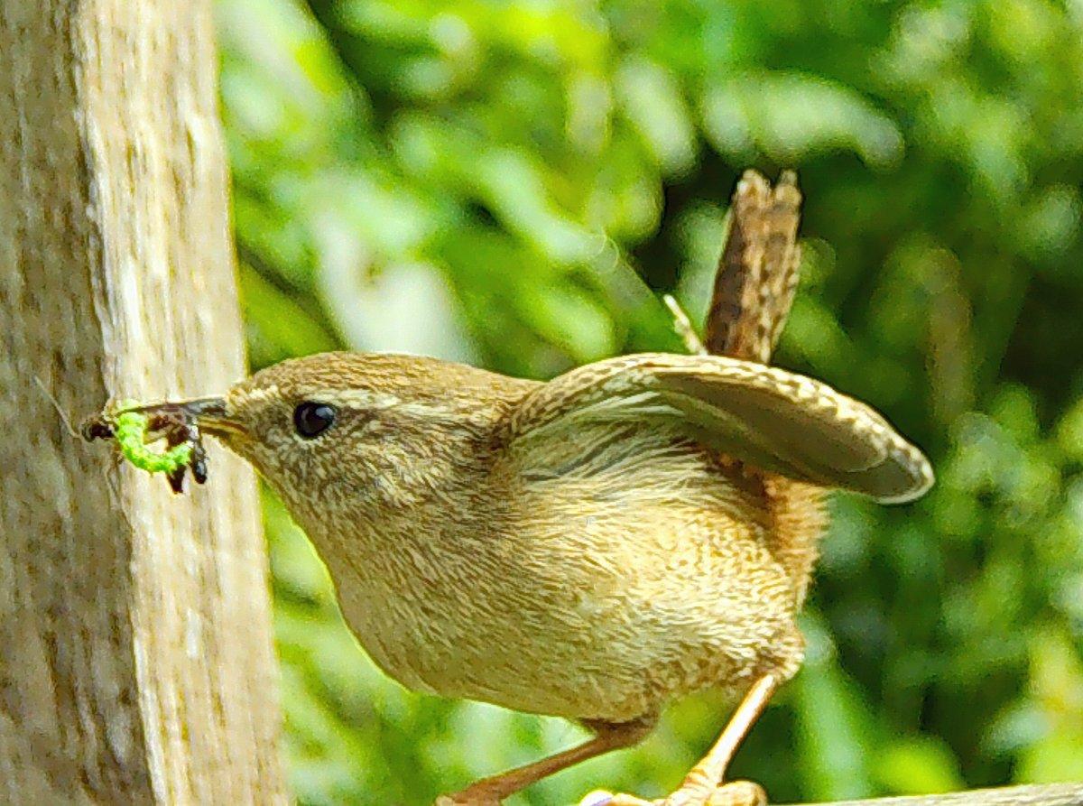 Whilst it may take a village to raise a child, It takes a hedge to fledge a family of wrenlets. In the first picture the female strikes the pose of a Victorian countrywoman, as she arrives with a beakful of spiders. Over 80 visits to the nest so far today... @georgecmcgavin