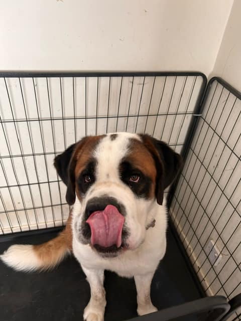 ON BEHALF OF OWNER - Bruno is an 18 month old UK bred, short haired St Bernard who needs rehoming due to family separation. Currently in #NorthEast He shows lead reactivity towards other dogs when out although has lived without any issues towards other family dogs #Newcastle