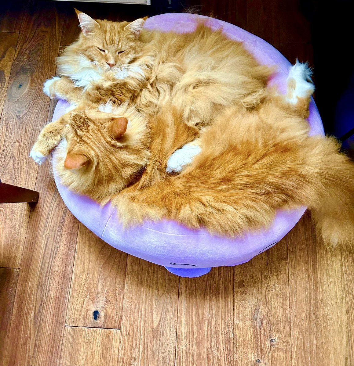 You put your left leg in…your right leg out…tail goes there then have some shenanigans to try and establish dominance. That’s what it’s all about…oi! 😹😹🦁🦁 #Caturday #teamfloof #CatsOfTwitter #hokeycokeycats