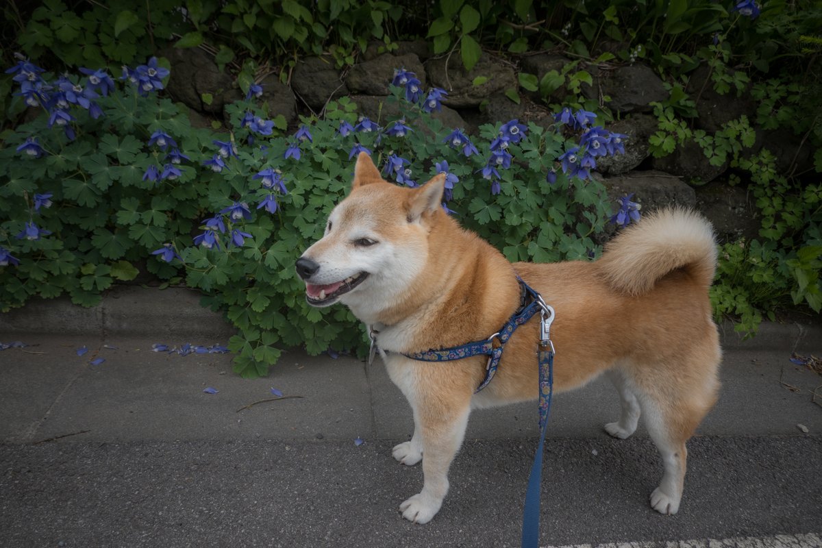 今日のムサシ                         
#柴犬 #愛犬ムサシ #犬のいる暮らし #動物好きな人と繋がりたい #動物癒し #犬好き #shiba #shibaken #dog #gooddog #bestdog #lovepets #bestestdog #花とムサシ #shibadog #柴犬 #今日のムサシ #柴犬のいる暮らし #犬好きさんと繋がりたい