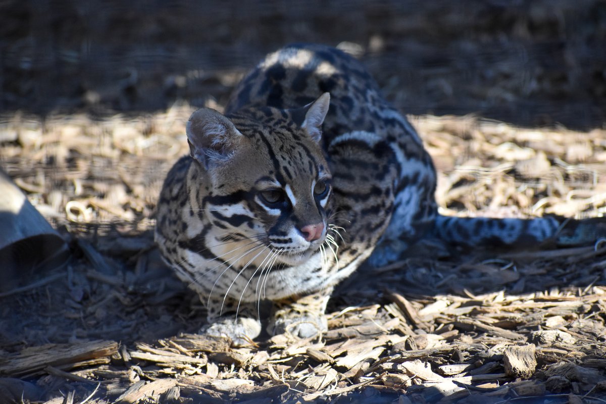 Happy #Caturday from Evita! 😺 We hope you have a wild weekend!