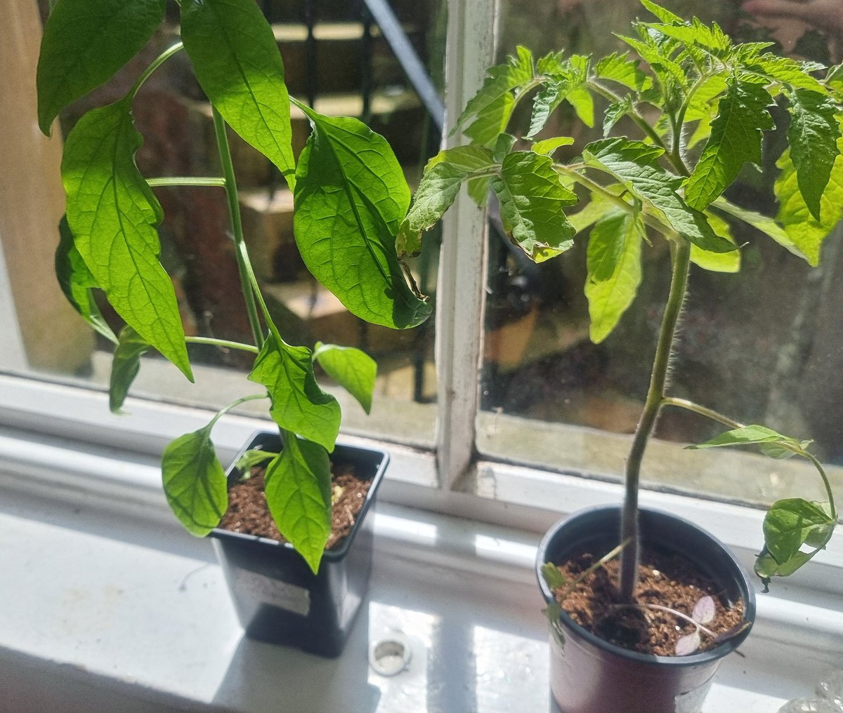 Did you go to the #plantswap at @oakwoodmarket today! One of our team swapped some rocket & salad veg seedlings for these tomato & chilli plants. Now soaking up the sunshine a ka windowsill! Fancy picking up free plug plants? Stay tuned. #Leeds #GetGrowingLeeds
