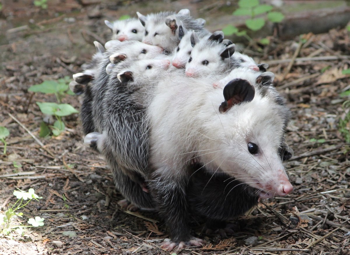 'Mother opossum came to show us her babies. This is possibly an opossum that we rescued the year before and nurtured over the winter.' #CWFWildlifeStories 📸: John Keenliside