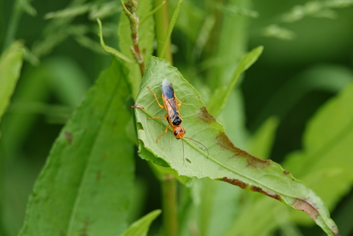 Impressive looking Sawfly found today here in Bedfordshire. I think it's Pamphilius betulae, not sure if there's any confusion species? If so I'll put it on iRecord. VC30 @nature_spotter